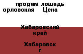 продам лошадь орловская  › Цена ­ 40 000 - Хабаровский край, Хабаровск г. Животные и растения » Другие животные   